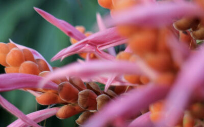 Aufstellungsausbildung 9 und Jahresgruppe Göttinnen-/Götterschmiede