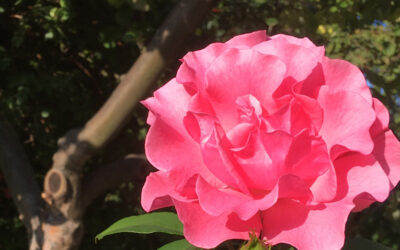 Das Aufstellungs-Wochenende 2023