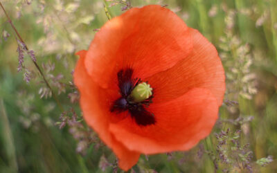 Die Aufstellungs-Fortbildung Professional