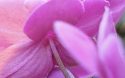 Der Götterkuss: Der Kuss der Fülle