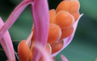 Professional Aufstellungs-Wochenende April