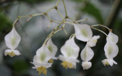 Aufstellungs-Supervision Mai