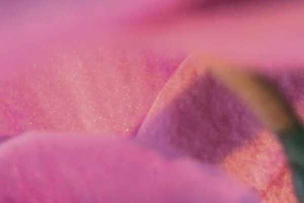 Die Essenzielle Therapie – Ein neuer Weg