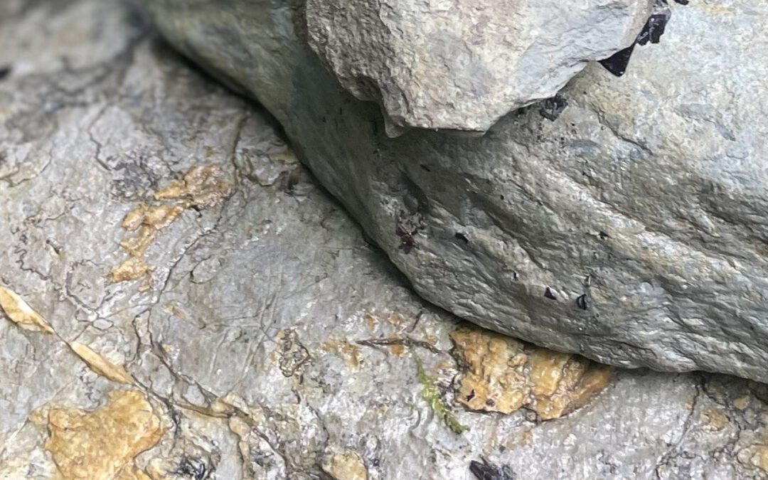 ZenHaka Eine neue Art Haka zu erfahren