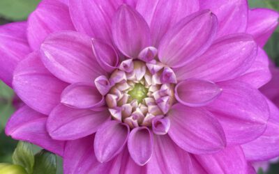 Professional Aufstellungsfortbildung  2025