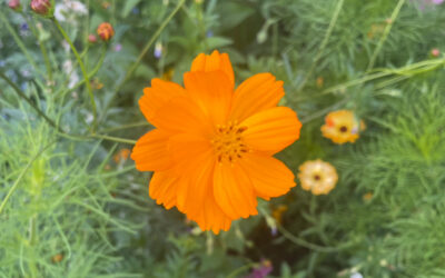 Online-Quintessenzen 2026