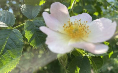 Die  Seelen- und Familienaufstellungs-Tage