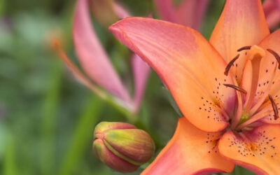 Die Götterschmiede der Menschlichkeit und  Aufstellungsausbildung 2026