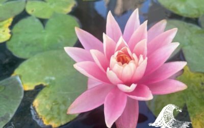 Essenzielle Therapie und Transmission Übertragung