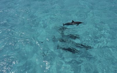 Eine Reise zum Ursprung – Eine Reise zu den Delfinen