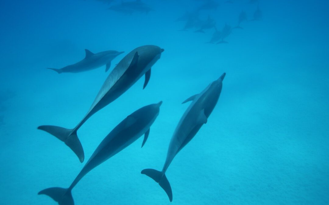 Eine Reise zum Ursprung – Eine Reise zu den Delfinen