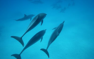 Eine Reise zum Ursprung – Eine Reise zu den Delfinen